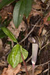 Jack-in-the-pulpit